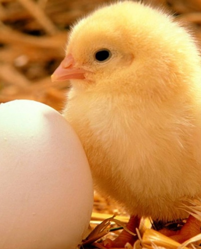 Органическое мышление