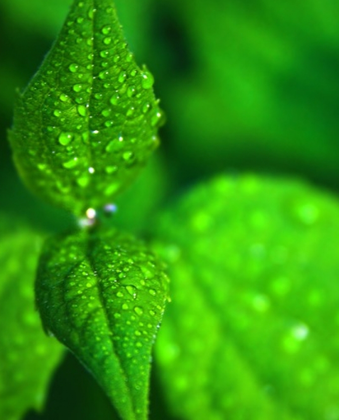 Мятный бриз