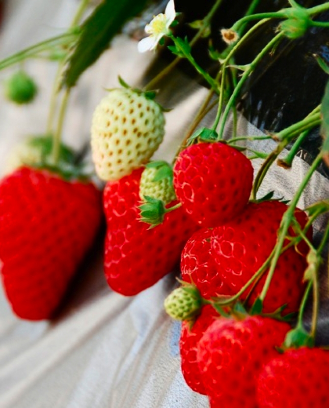 Клубничный режим для стройной фигуры