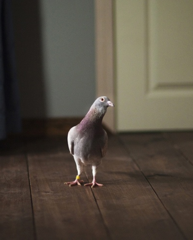 Расширенное кино Часть II в Гараже