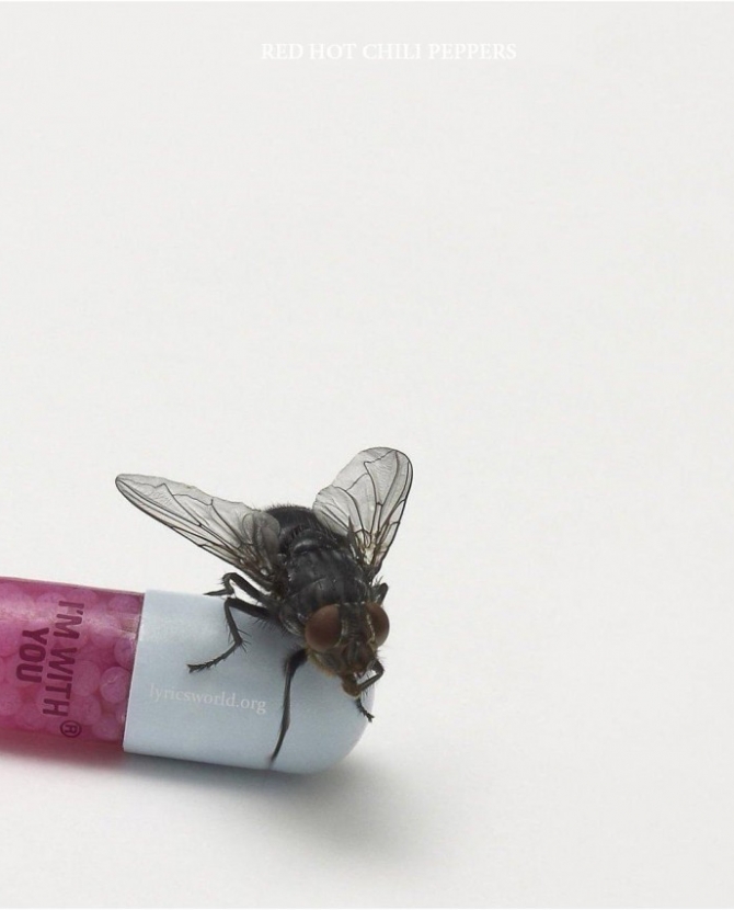 Новый альбом Red Hot Chili Peppers попал в сеть