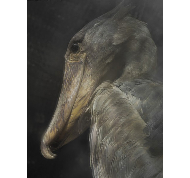 \"Balaeniceps rex\", август 2013