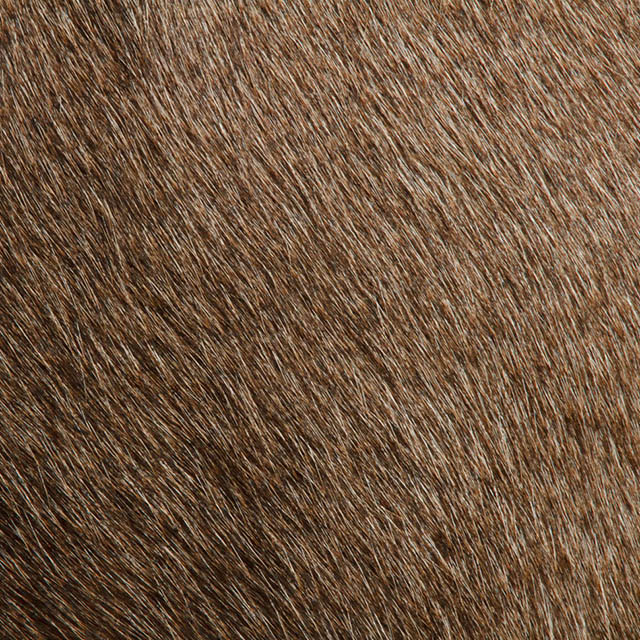 Китайский пони