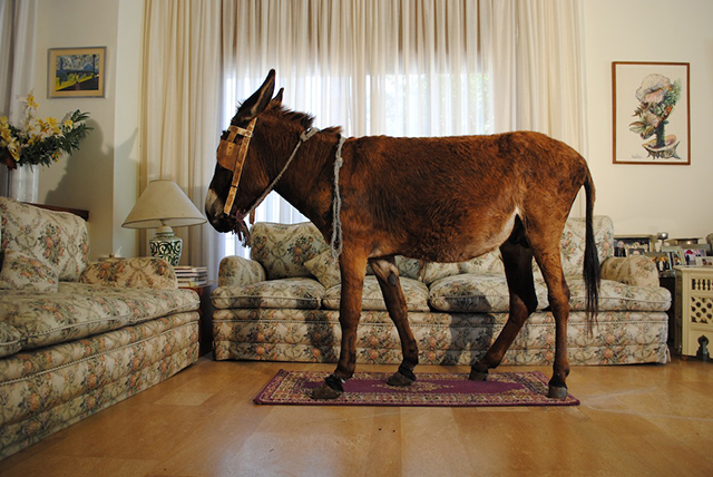 Hicham Benohoud. Without title, 2012-2013