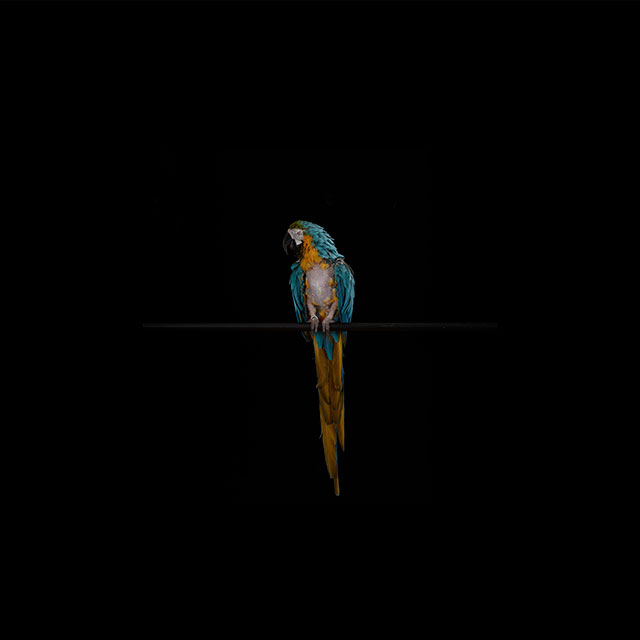 «Черный квадрат XI. Сине-желтый ара Амига, страдающий от выпадения перьев». 2012 г.
