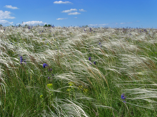 заповедник «Дивногорье»