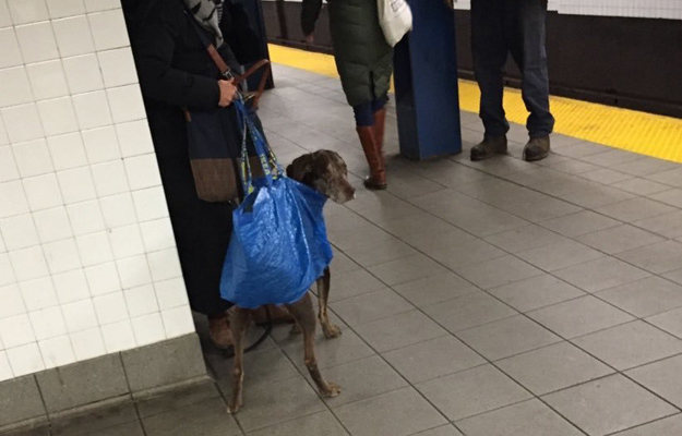 Коллабы с IKEA были замечены и в нью-йоркском метро.