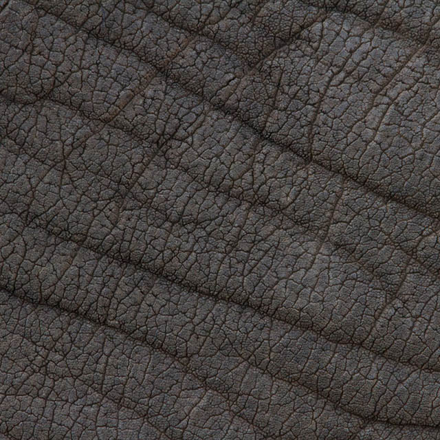 Азиатский слон