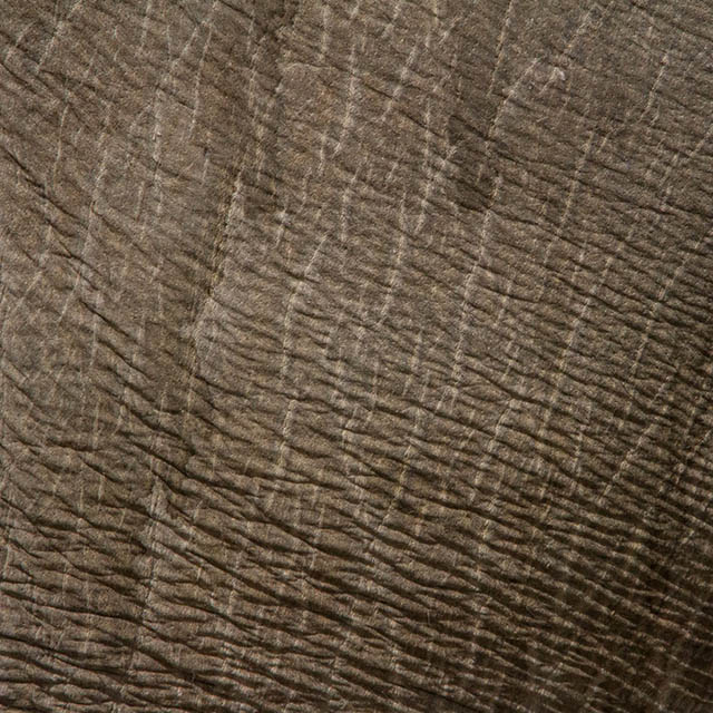 Белый носорог