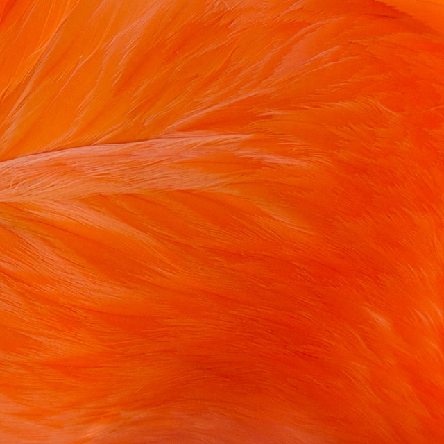 Американский фламинго