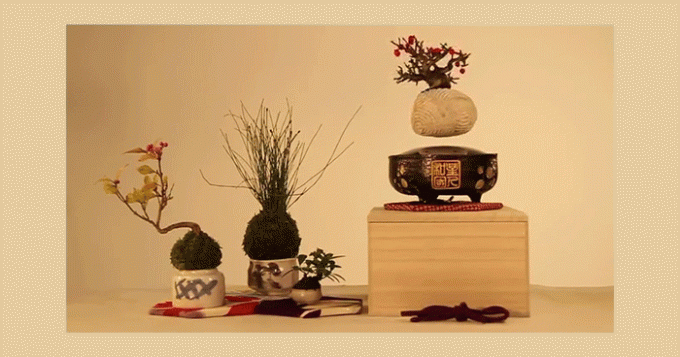 На Kickstarter появился проект летающего бонсая