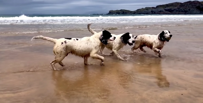 Собаки бегают по пляжу под музыку Генделя в новом видео Тильды Суинтон