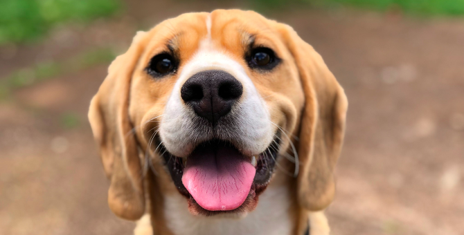В Китае запустили проект по распознаванию собак с помощью отпечатков носа