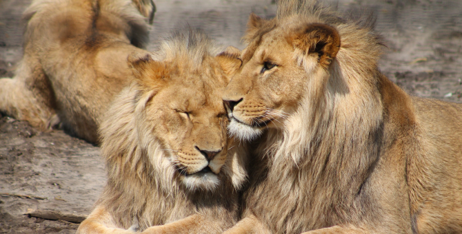 Житель Судана запустил в соцсетях кампанию по спасению львов из местного зоопарка