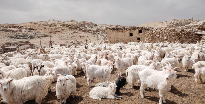 Loro Piana выпустил документальный фильм о кашемире