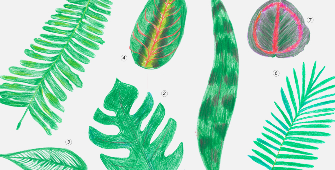 В «Цветном» пройдет маркет для любителей комнатных растений