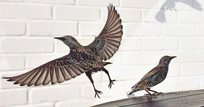 Лучшие снимки года, сделанные на iPhone