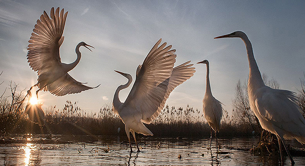 National Geographic назвал лучшего фотографа природы