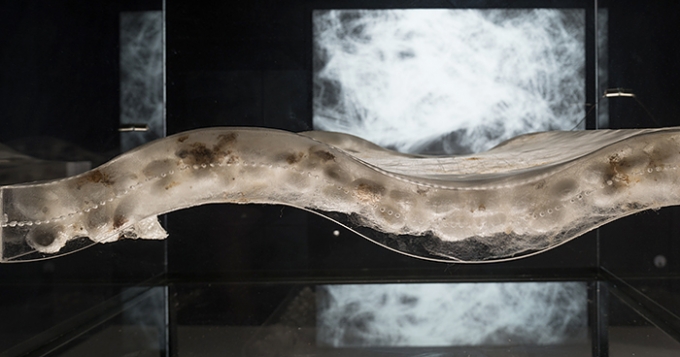 \"Глубоко внутри\" можно будет посетить бесплатно