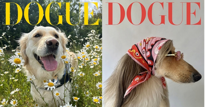 Vogue объявил победителей конкурса моделей-собак