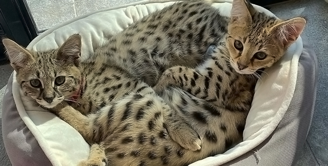 PETA пристыдила Джастина Бибера за покупку экзотических котов