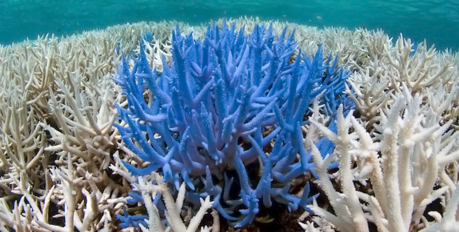 Pantone посвятила три новых цвета исчезающим видам кораллов