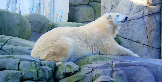 Белые медведи могут исчезнуть к 2100 году из‑за глобального потепления
