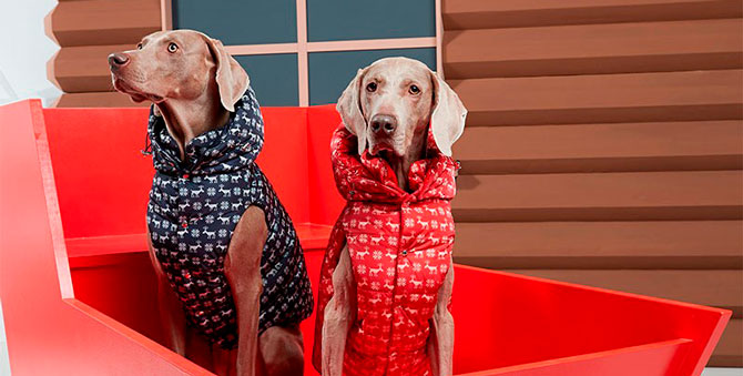 Moncler Genius выпустил пуховики для собак