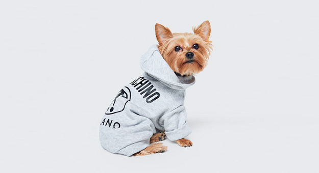 В совместной коллекции Moschino и H&M будет одежда для животных