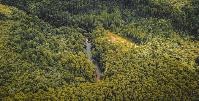 В Бразилии тропические леса начали выделять углекислый газ