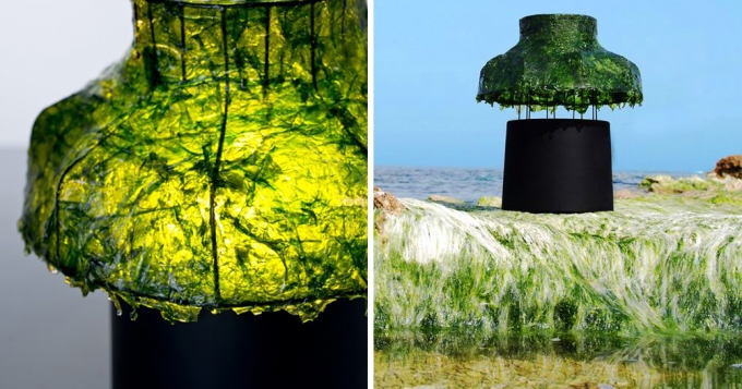 Лампы с водорослями от Nir Meiri